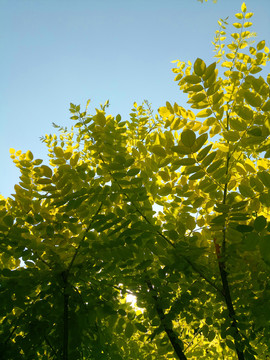 树叶叶子园林植物