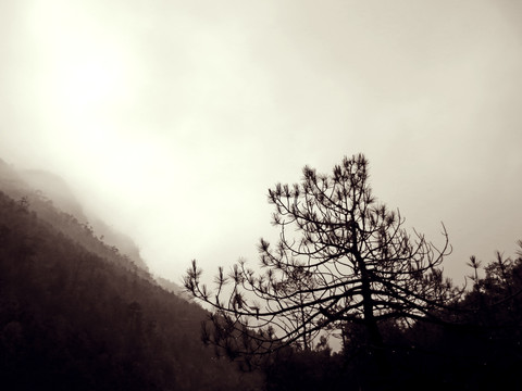 雾山松树