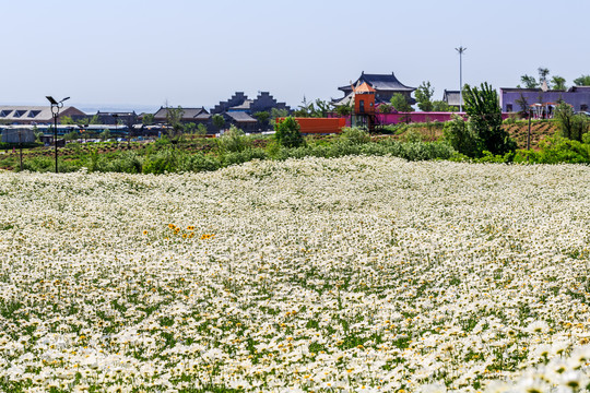 花田