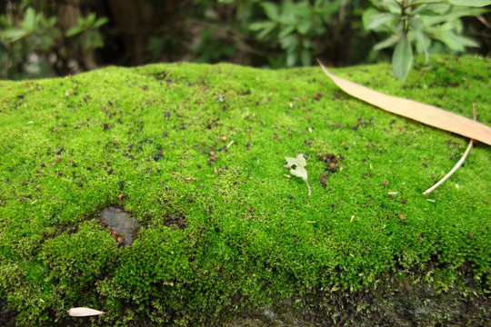 苔藓