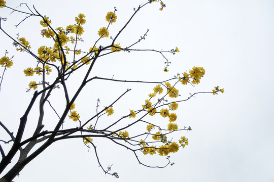 黄花风铃木