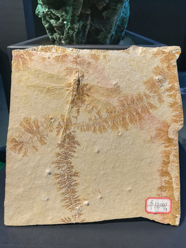 昆虫植物化石