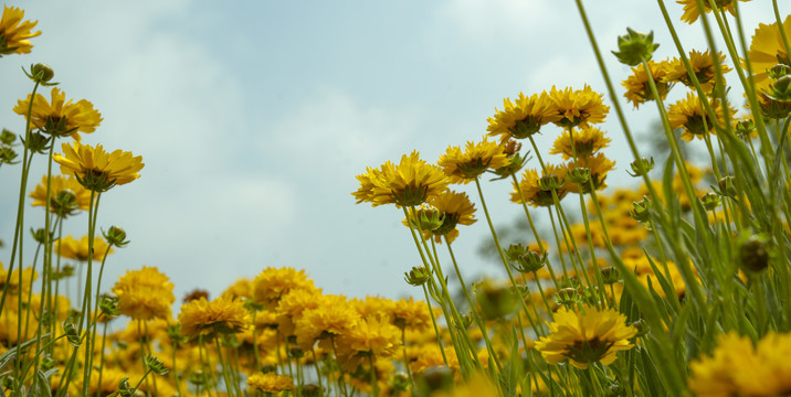 金鸡菊向阳花葵花