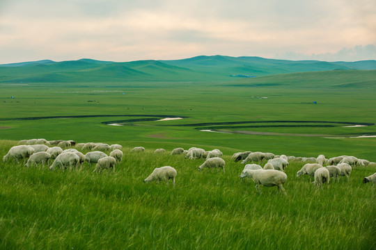 羊群草原河流夏季