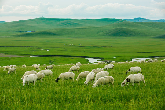 丘陵草原河流羊群