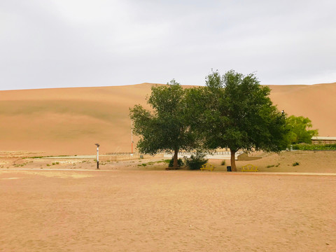 沙漠上的树
