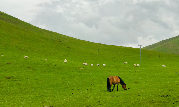一只马和羊群在草原上吃草