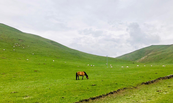 一只马和羊群在草原上吃草