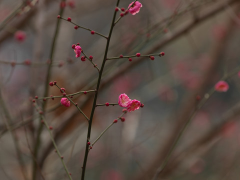 粉红色梅花