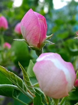 苹果花