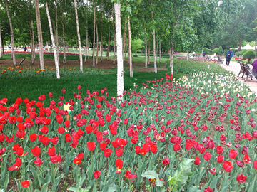 郁金香花田