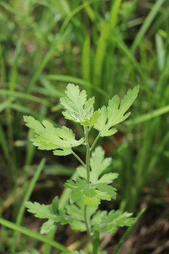 野菊