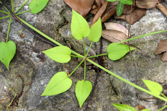 茜草