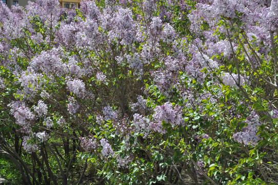 丁香花