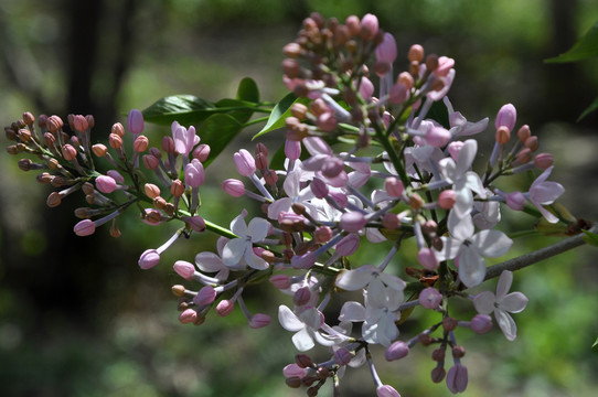 丁香花