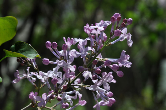 丁香花