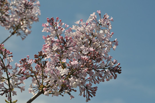 丁香花