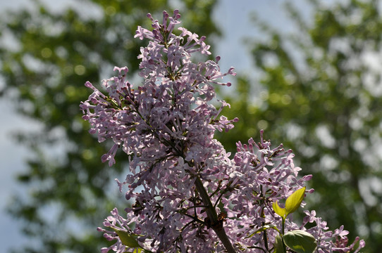 丁香花