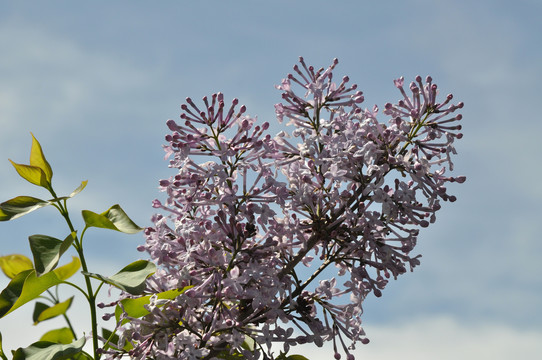 丁香花