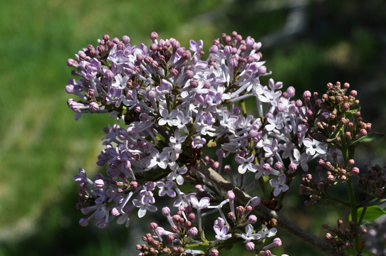 丁香花