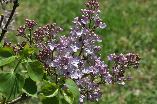 丁香花