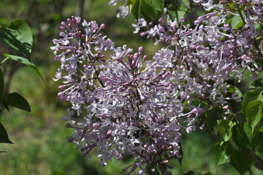 丁香花