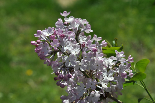 丁香花