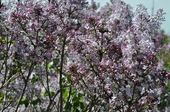 丁香花