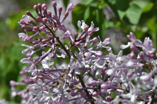 丁香花