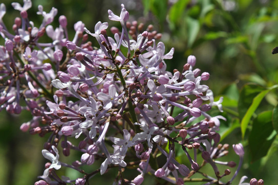 丁香花