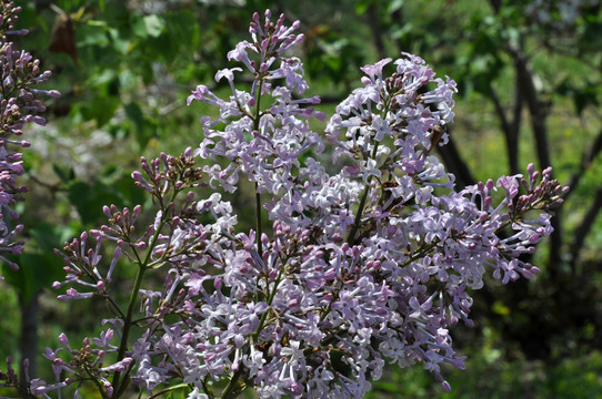 丁香花