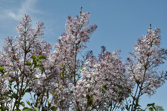 丁香花