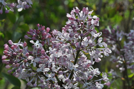 丁香花