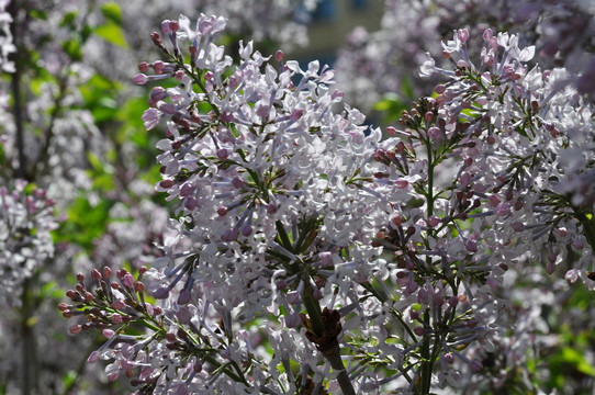 丁香花