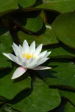 白蓮花