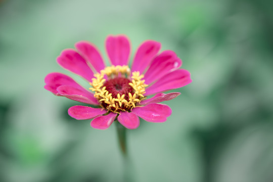 百日菊