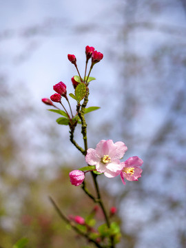粉色垂丝海棠花