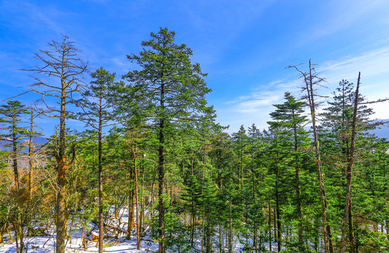 丽江玉龙雪山山顶的森林