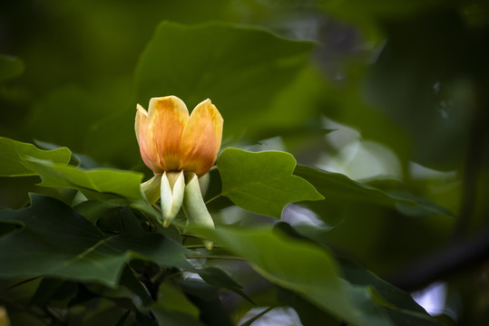 鹅掌楸花