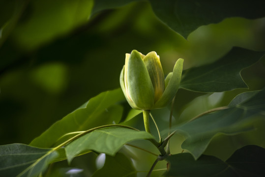 鹅掌楸花