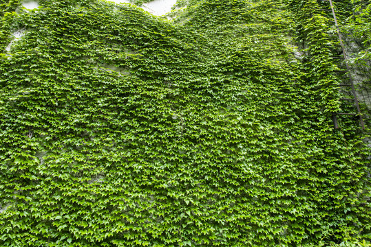 绿叶植物墙