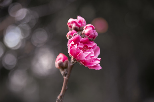 春天阳光下一枝盛开的桃花特写