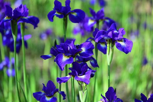 鸢尾花开