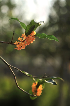 桂花