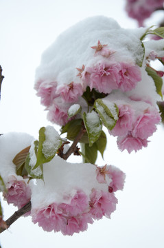 雪压枝头