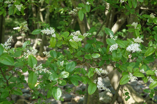 丁香花