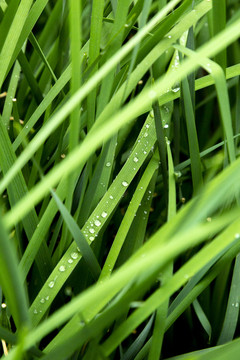 雨露绿植