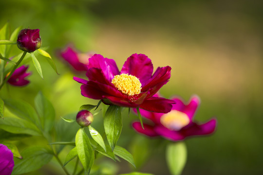 芍药花