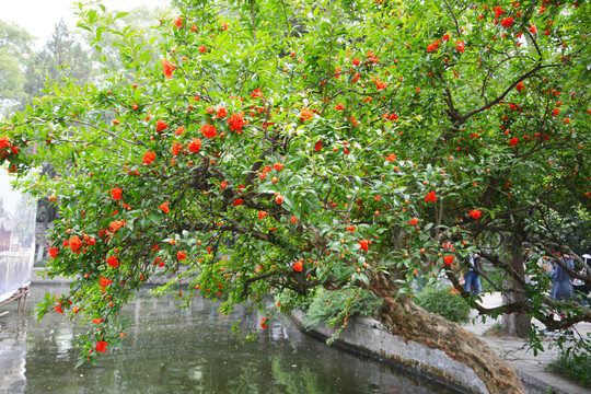 石榴树花开