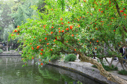 石榴花枝